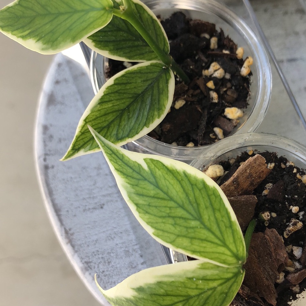 COPY - Hoya polyneura outer variegated